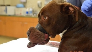 Este perro fue encontrado en estado crítico, sufriendo tanto que faltan palabras